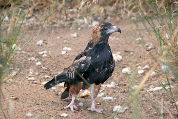 istock the black breasted buzzard just ate a chick you can see the left over feathers 1863400503