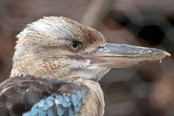 istock this is a side view of a blue winged kookaburra 1863400521
