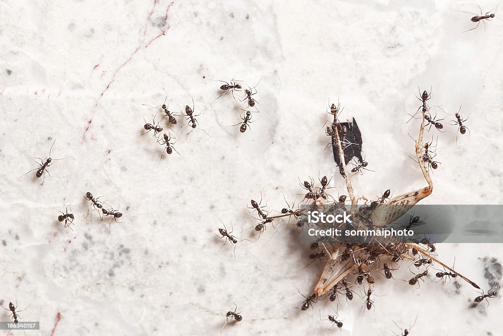 Trabajo en equipo de Ants - Foto de stock de Agujero libre de derechos