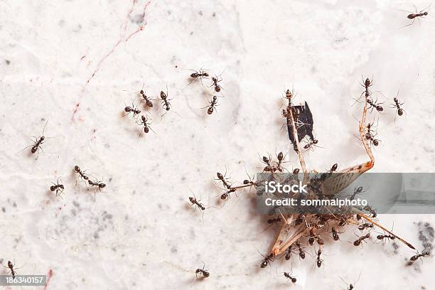 Trabajo En Equipo De Ants Foto de stock y más banco de imágenes de Agujero - Agujero, Alimento, Antena - Parte del cuerpo animal