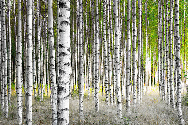 Birch trees stock photo