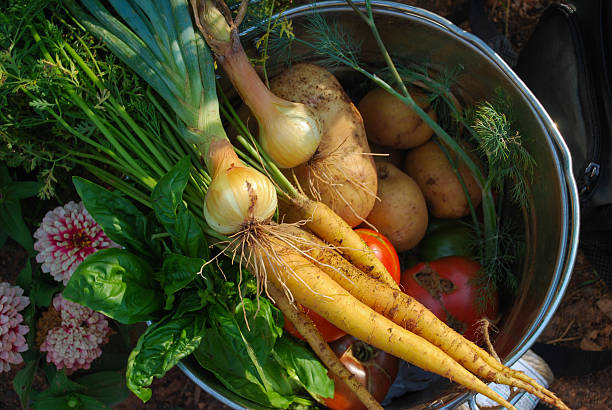 Seau de légumes frais soigneusement sélectionnés - Photo