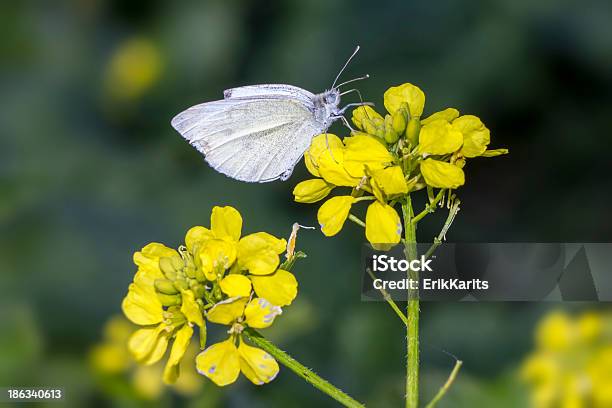 Foto de O Pequeno Branco e mais fotos de stock de Animal - Animal, Assustador, Beleza natural - Natureza