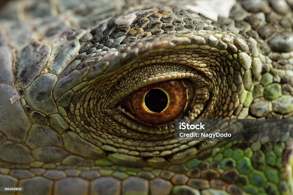 Occhio di iguana verde - Foto stock royalty-free di Ambientazione esterna