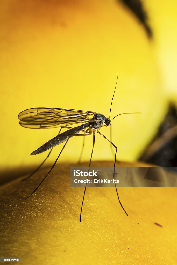 Портрет комар - Стоковые фото Гриб роялти-фри