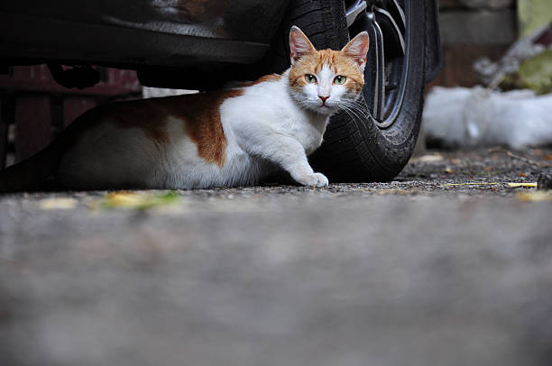 gato sin hogar - domestic cat city life animal pets fotografías e imágenes de stock