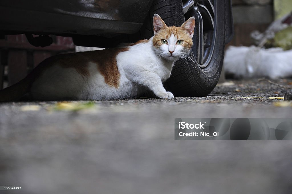 Kot pozbawionych - Zbiór zdjęć royalty-free (Kot domowy)