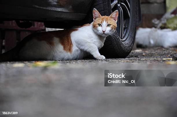 Gato De Futebol - Fotografias de stock e mais imagens de Gato domesticado - Gato domesticado, Rua, Solidão