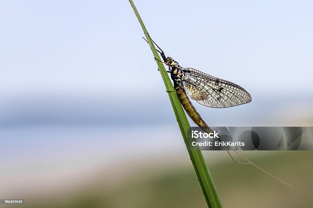 L'éphémère - Photo de Animal invertébré libre de droits