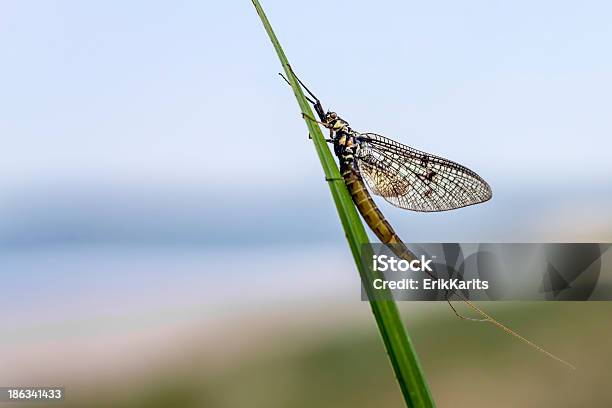 Photo libre de droit de Léphémère banque d'images et plus d'images libres de droit de Animal invertébré - Animal invertébré, Animaux nuisibles, Beauté de la nature