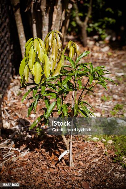 Foto de Novo Folhas Uma Árvore Grafted Pouco De Manga e mais fotos de stock de Manga - Fruta tropical - Manga - Fruta tropical, Clima subtropical, Comida