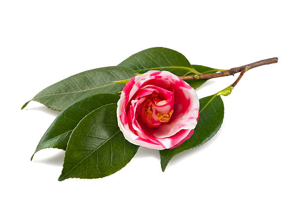 istock Camellia japonica 186341608