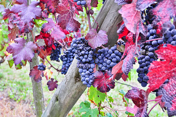Nebbiolo vineyard stock photo