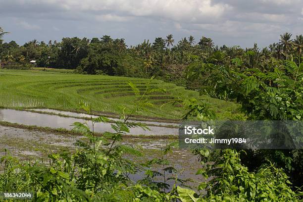 Campos De Arroz De Bali Foto de stock y más banco de imágenes de Agricultor - Agricultor, Agricultura, Agua