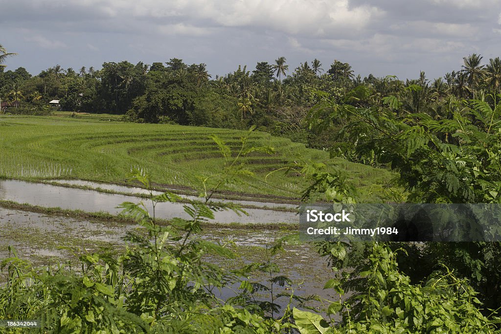 Рисовые поля на острове Бали - Стоковые фото Азиатская культура роялти-фри