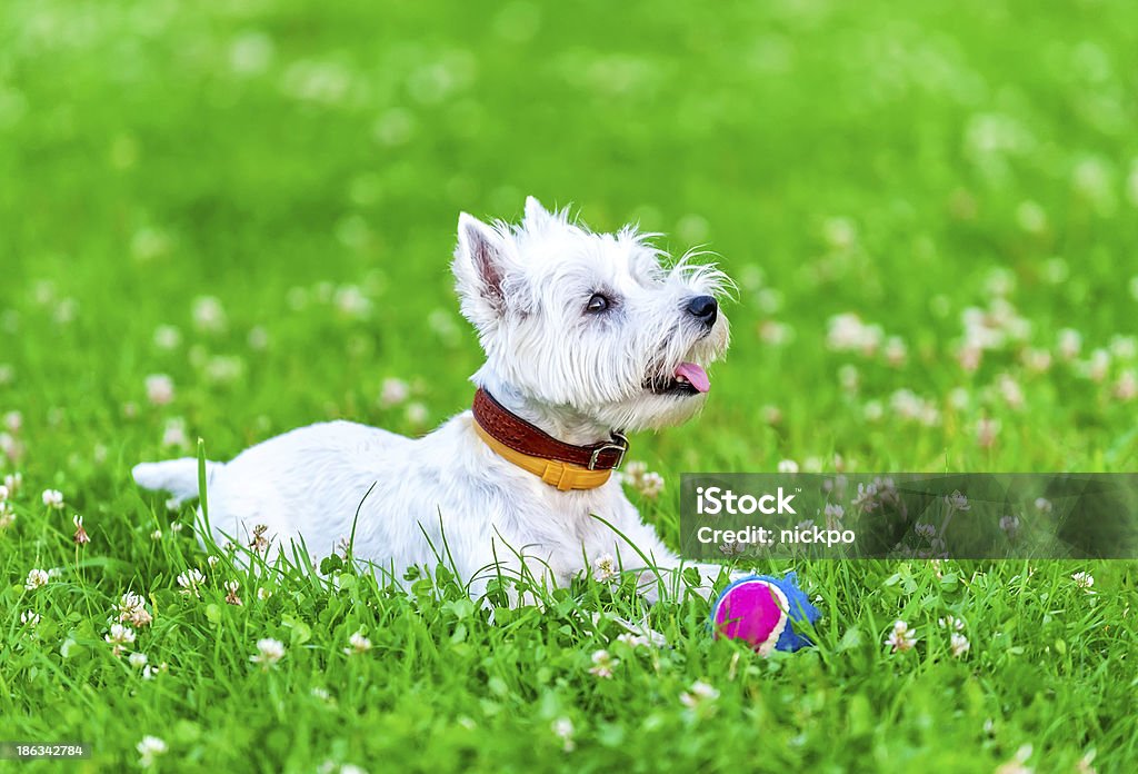 attentive West highland white terrier with ball dog toy attentive West highland white terrier with ball dog toy on green grass and clover background Dog Stock Photo
