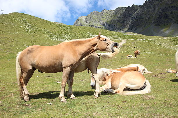 cavalos no prado perto de alpine lakes schwarzmoos, kuehtai, tirol, áustria - horse herd togetherness connection imagens e fotografias de stock