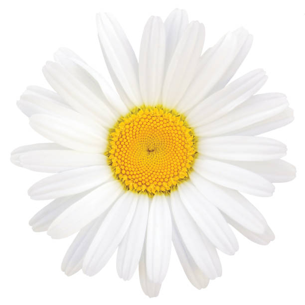 istock Oxeye Daisy Leucanthemum vulgare Lam., Isolated Macro Closeup Studio Shot 186343342