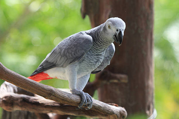 bird parrot bird sitting on the perch richie mccaw stock pictures, royalty-free photos & images