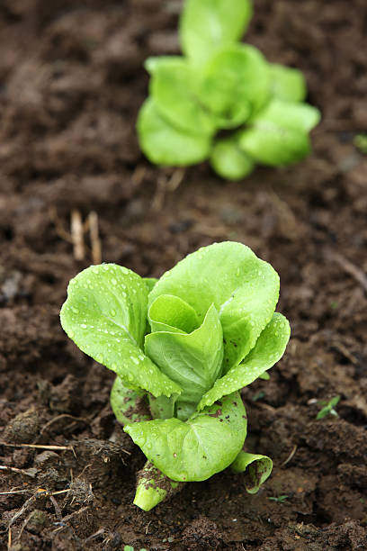 hydroponic verdure crescenti su suolo - technology farm cameron highlands agriculture foto e immagini stock