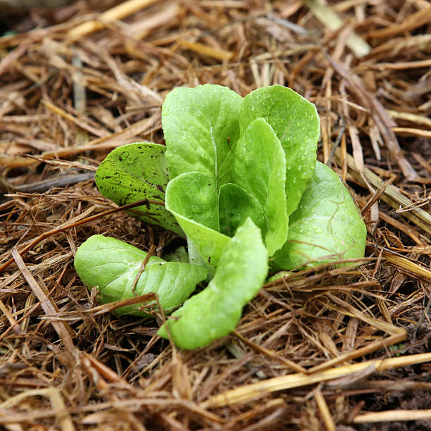 hydroponic verdure crescenti - technology farm cameron highlands agriculture foto e immagini stock