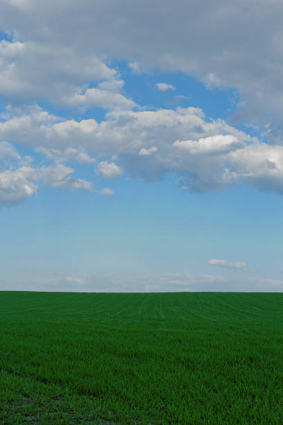 istock wheat field under the blue cloudy sky 186344088