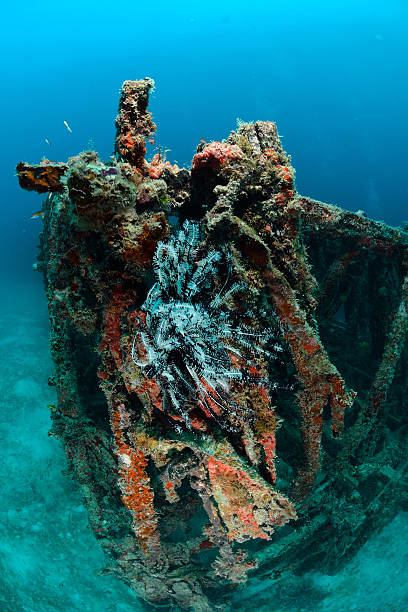 istock artificial reef in Mabul, kapalai, Malaysia 186344141