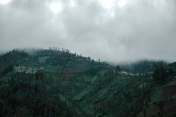 istock Highland forest on Mount Bromo, Indonesia 1863443035
