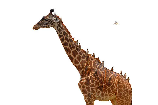 A giraffe covered in birds (oxpeckers) that are gleaning it - isolated