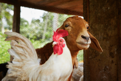 Two goats enjoy the sun in front of the stable