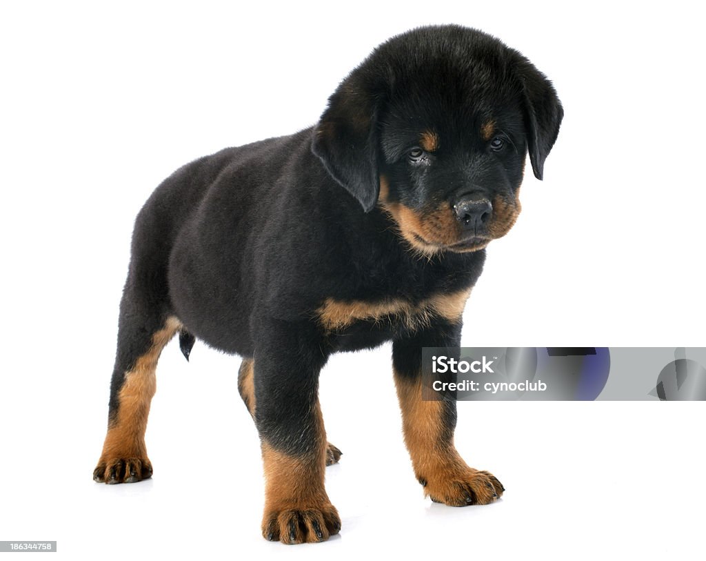 Cucciolo rottweiler - Foto stock royalty-free di Ambientazione interna