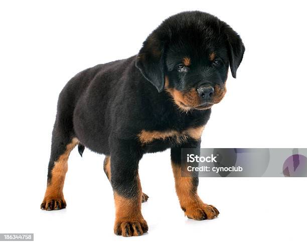 Cucciolo Rottweiler - Fotografie stock e altre immagini di Ambientazione interna - Ambientazione interna, Animale, Animale da compagnia