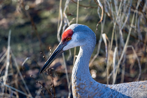 Portrait of a sandhill crane