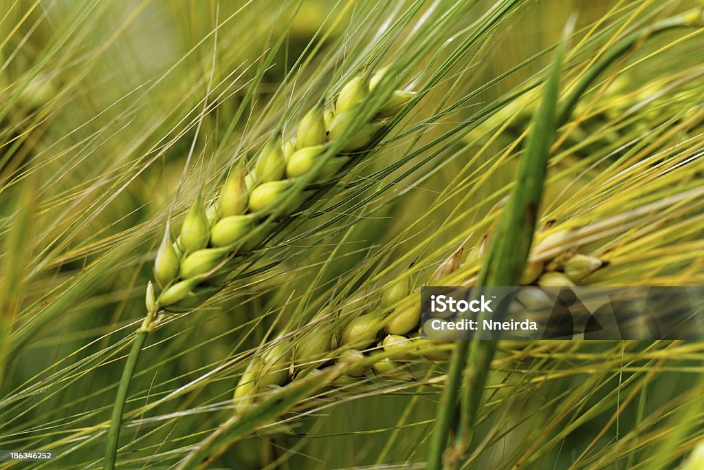 Verde y amarillo trigo - Foto de stock de Aire libre libre de derechos