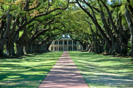 A shot of a beautiful greek revival plantation manor house amid an alley of ancient, majestic old live oaks on a South Louisiana plantation