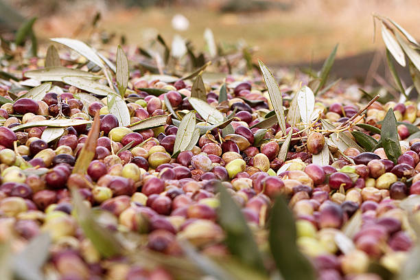 Freshly harvested olives stock photo