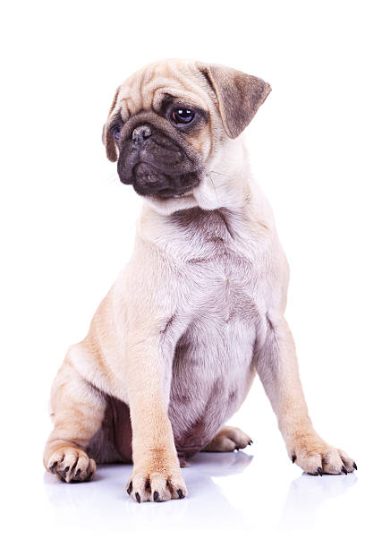 istock cute pug puppy dog looking to a side 186346710