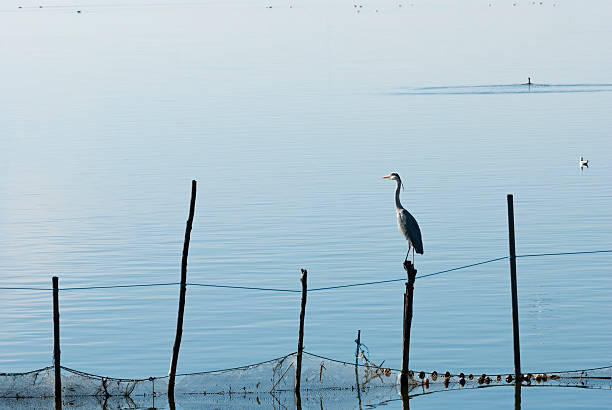 istock Birds on poles in La Albufera in Valencia 186346788