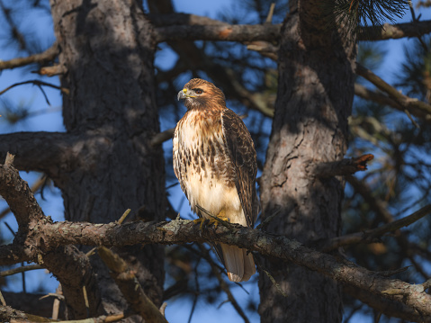 This is a photo of a Red-Tailed Hawk (buteo jamaicensis), which is a common hawk in North America.