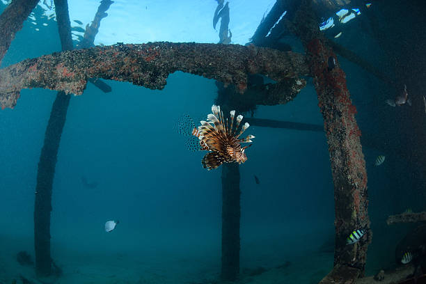 istock Lionfish at dive center in Mabul, Sipadan, Malaysia 186346985