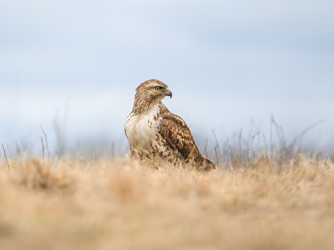 This is a photo of a Red-Tailed Hawk (buteo jamaicensis), which is a common hawk in North America.