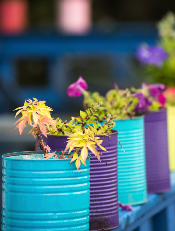 Grown in painted coffee cans, fresh plants line a street scene