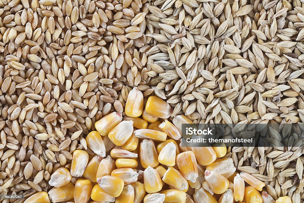 밀, 보리, 옥수수 - 로열티 프리 0명 스톡 사진