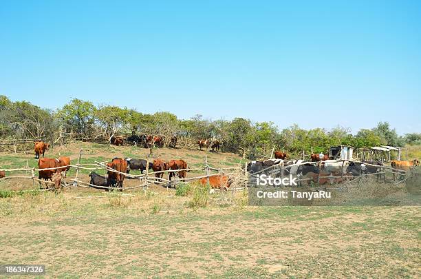 Photo libre de droit de Vaches De Pâturage Corral banque d'images et plus d'images libres de droit de Agriculture - Agriculture, Animaux de compagnie, Animaux domestiques