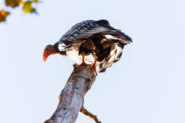 istock Turkey vulture perched in a tree taking in morning sun 1863475472