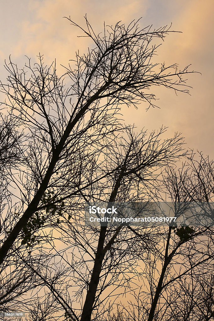 Toten Bäumen Silhouetten.  Himmel Hintergrund. - Lizenzfrei Baum Stock-Foto