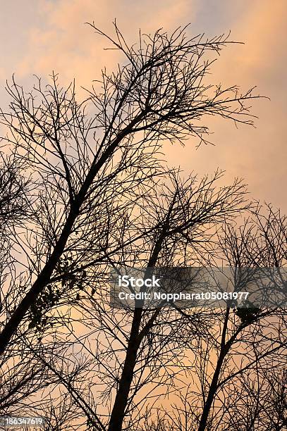 Toten Bäumen Silhouetten Himmel Hintergrund Stockfoto und mehr Bilder von Baum - Baum, Bildhintergrund, Fotografie