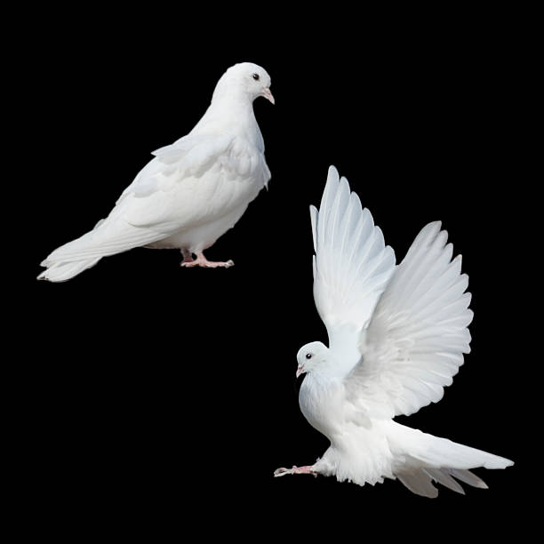 Two White Doves Stock Photo - Download Image Now - White Color