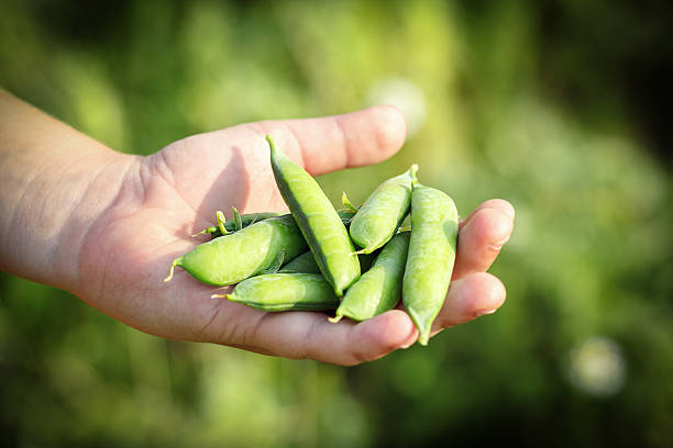 istock teenager man hand holding peas 186348218