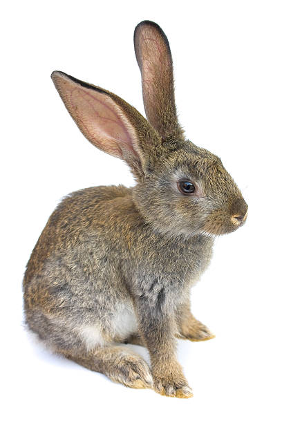 istock Happy New Year of rabbit 186348232